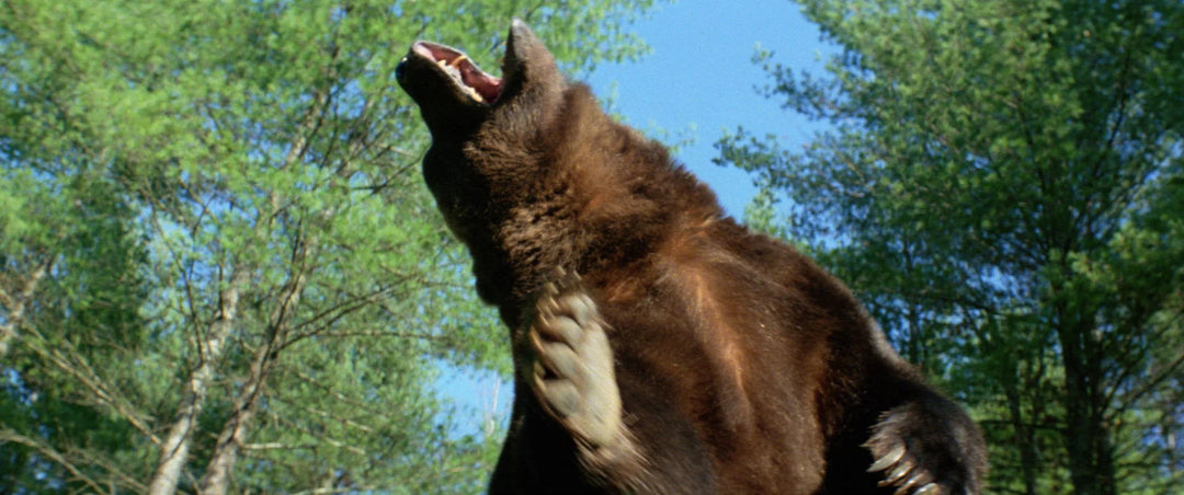 Grizzly