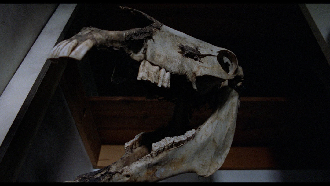 SCHIZOID / X-RAY