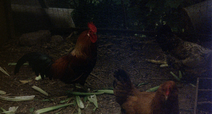 Daisy May / A Formal Faucett (Blu-Ray, 1978 / 1979)