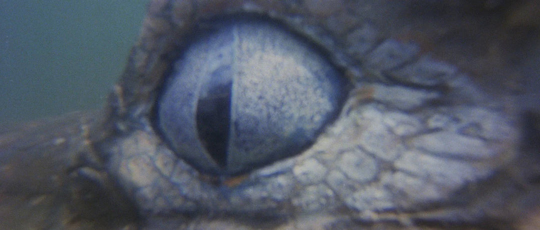 The Great Alligator
