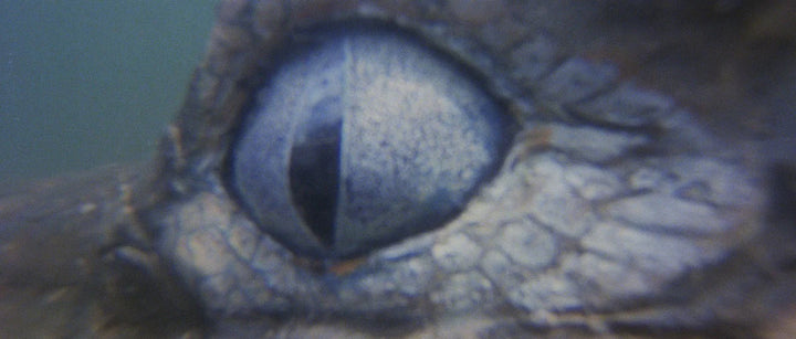 The Great Alligator
