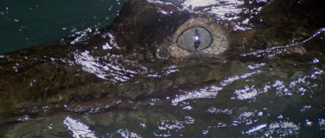 The Great Alligator
